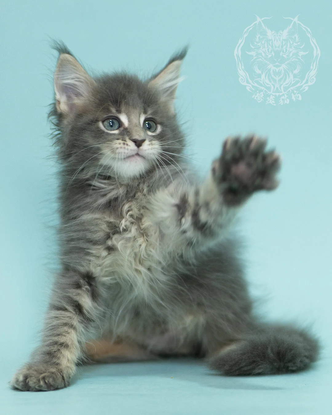 藍虎斑緬因貓 Blue Tabby Maine Coon 2months Sideview 11