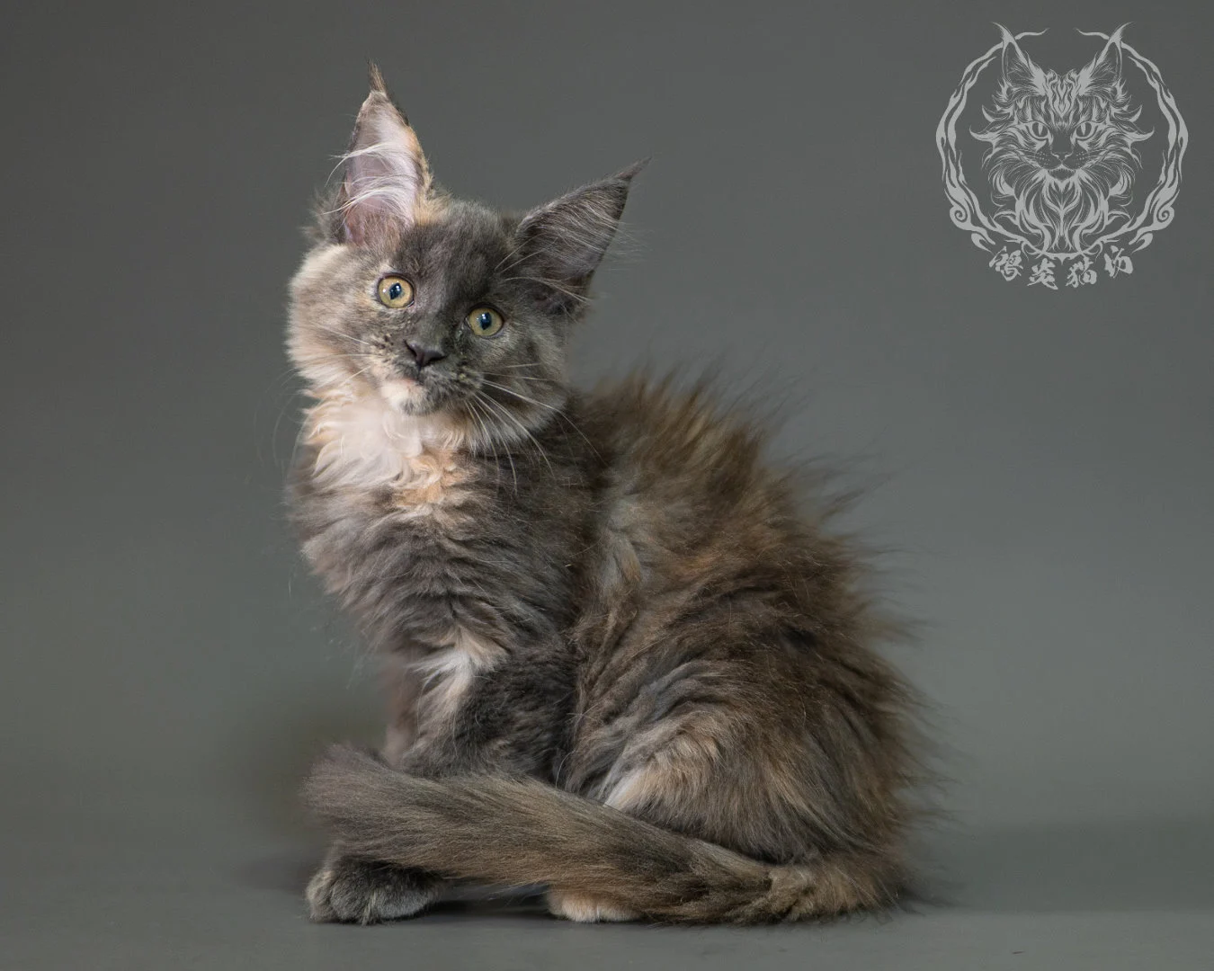 藍乳玳帽緬因貓 Blue Cream Calico Maine Coon 2months Closeup 12