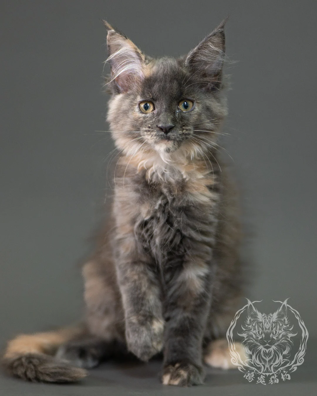 藍乳玳帽緬因貓 Blue Cream Calico Maine Coon 2months Closeup 3