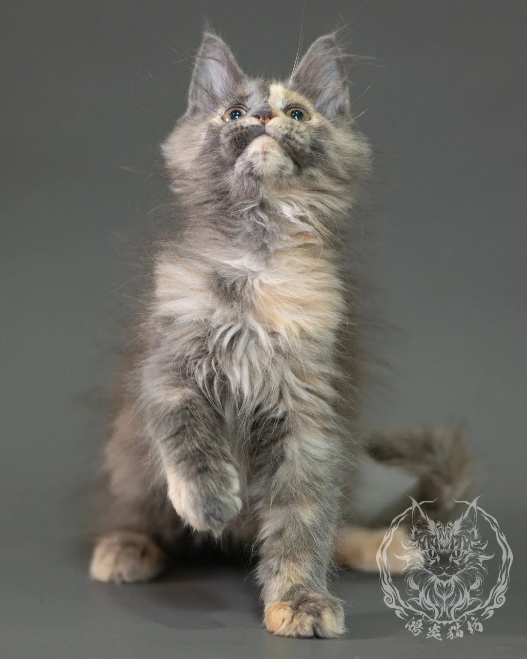 藍乳玳帽緬因貓 Blue Cream Calico Maine Coon 2months Closeup 8