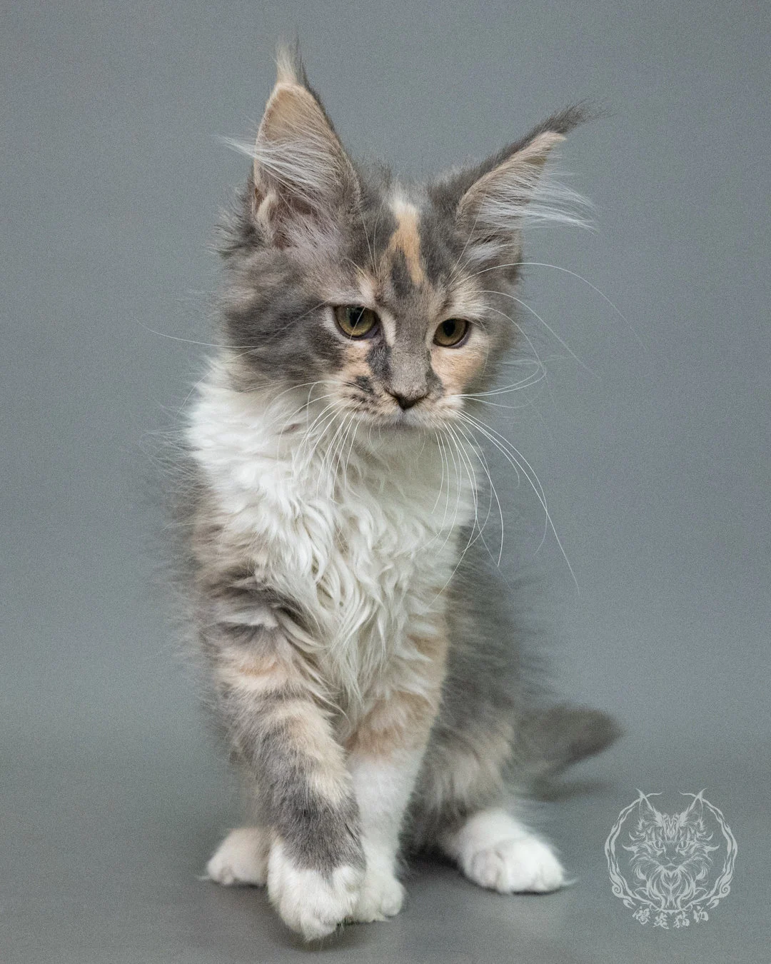 藍乳玳帽緬因貓 Blue Cream Tortie Maine Coon 3months Closeup 8