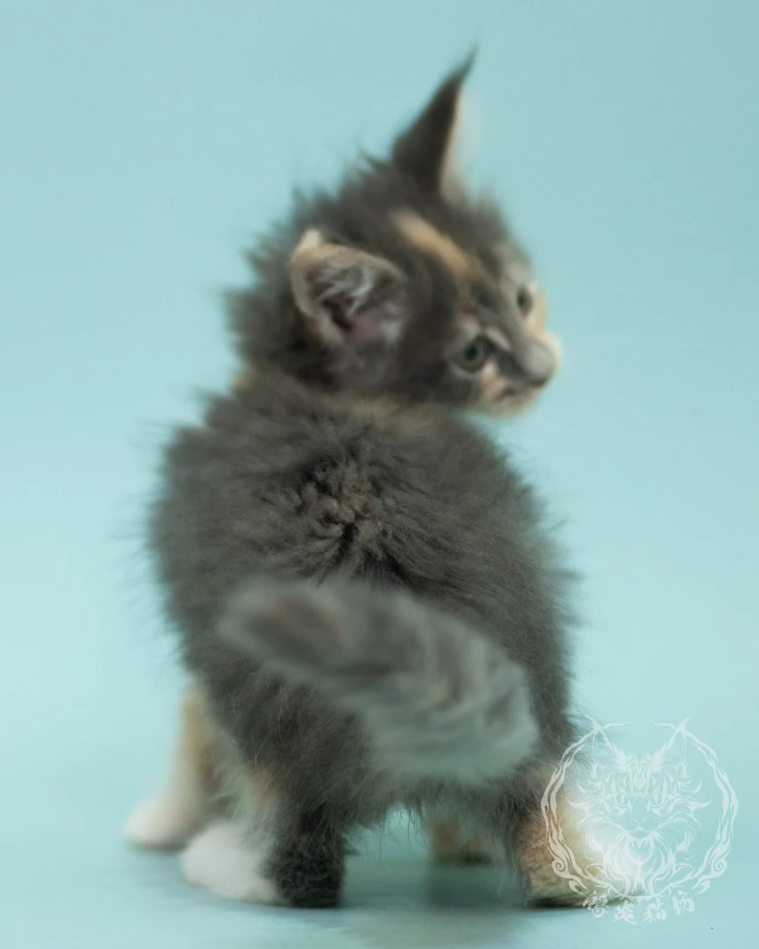 藍乳玳帽緬因貓 Blue Cream Tortie Maine Coon 2months Sidepose 10