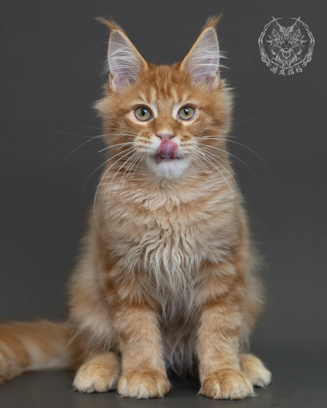 紅虎斑緬因貓 Red Tabby Maine Coon 4halfmonths Cattery Taichung 9