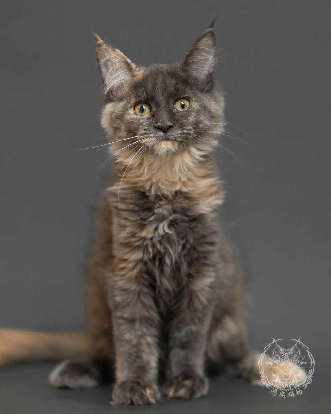 藍乳玳帽緬因貓 Blue Cream Tortie Maine Coon 3months Record 1