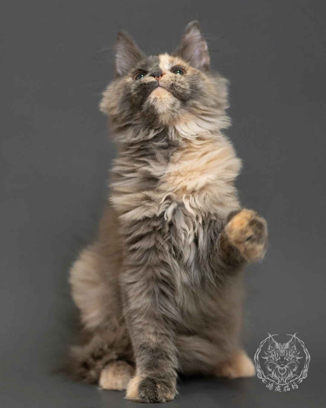 藍乳玳帽緬因貓 Blue Cream Tortie Maine Coon 3months Record 6