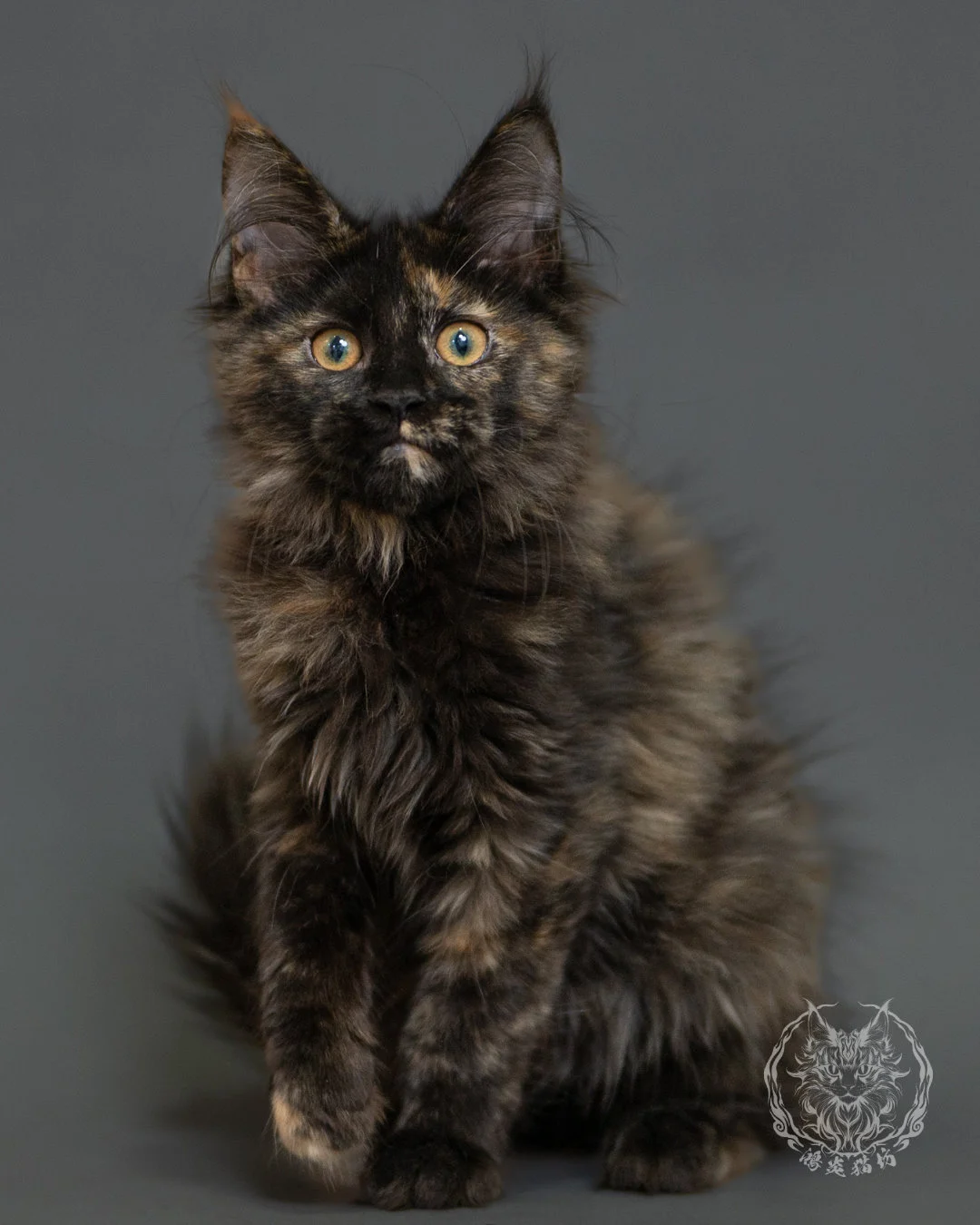 黑玳帽緬因貓 Tortoiseshell Maine Coon 3months Front 6