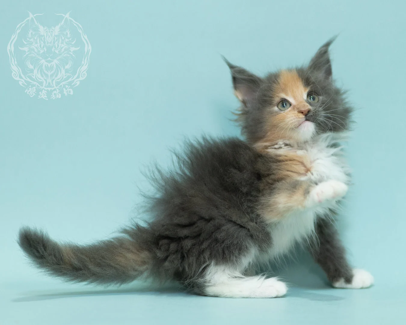 藍乳玳帽緬因貓 Blue Cream Tortie Maine Coon 2months Sidepose 12