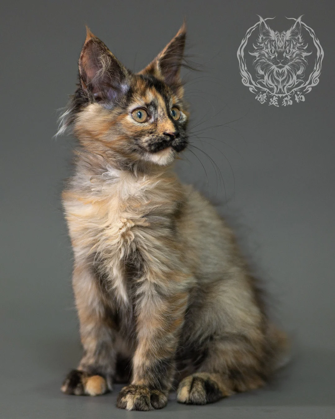 黑煙玳帽緬因貓 Black Smoke Tortie Maine Coon 2months Closeup 12