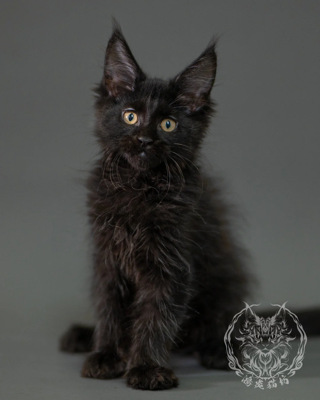 黑色緬因貓 Black Maine Coon 2months Closeup 13
