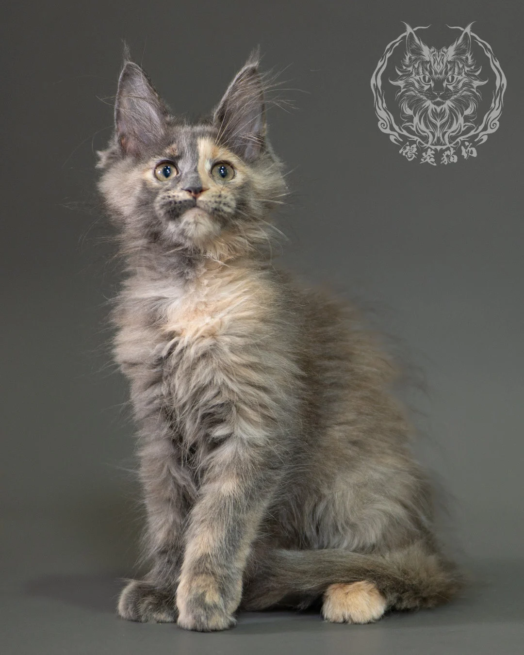 藍乳玳帽緬因貓 Blue Cream Calico Maine Coon 2months Closeup 14