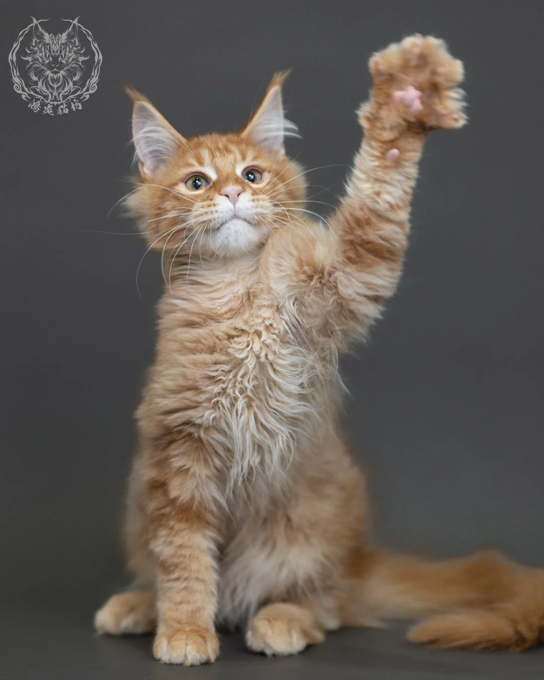 紅虎斑緬因貓 Red Tabby Maine Coon 4halfmonths Cattery Taichung 4