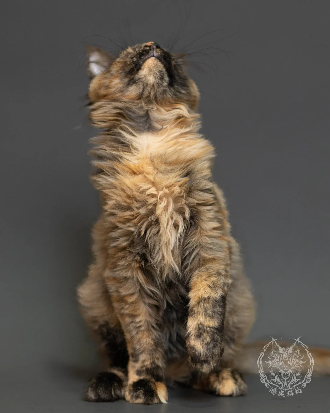 黑煙玳帽緬因貓 Black Smoke Cream Tortie Maine Coon 3months Record 6