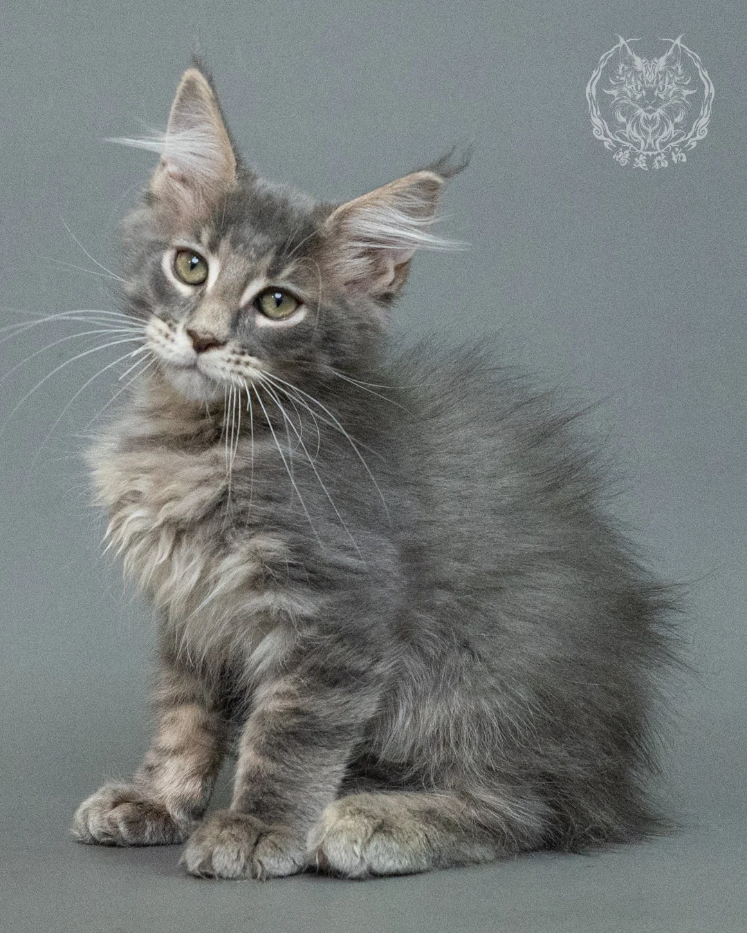 藍虎斑緬因貓 Blue Tabby Maine Coon 3months Closeup 9