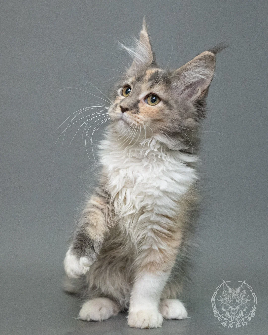 藍乳玳帽緬因貓 Blue Cream Tortie Maine Coon 3months Closeup 5