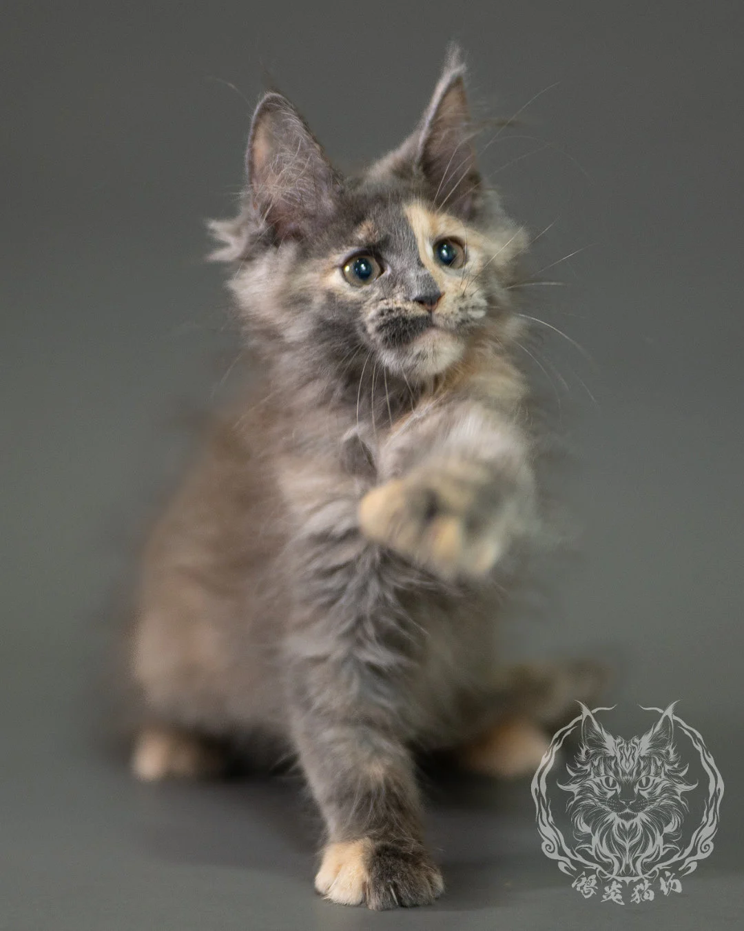 藍乳玳帽緬因貓 Blue Cream Calico Maine Coon 2months Closeup 7