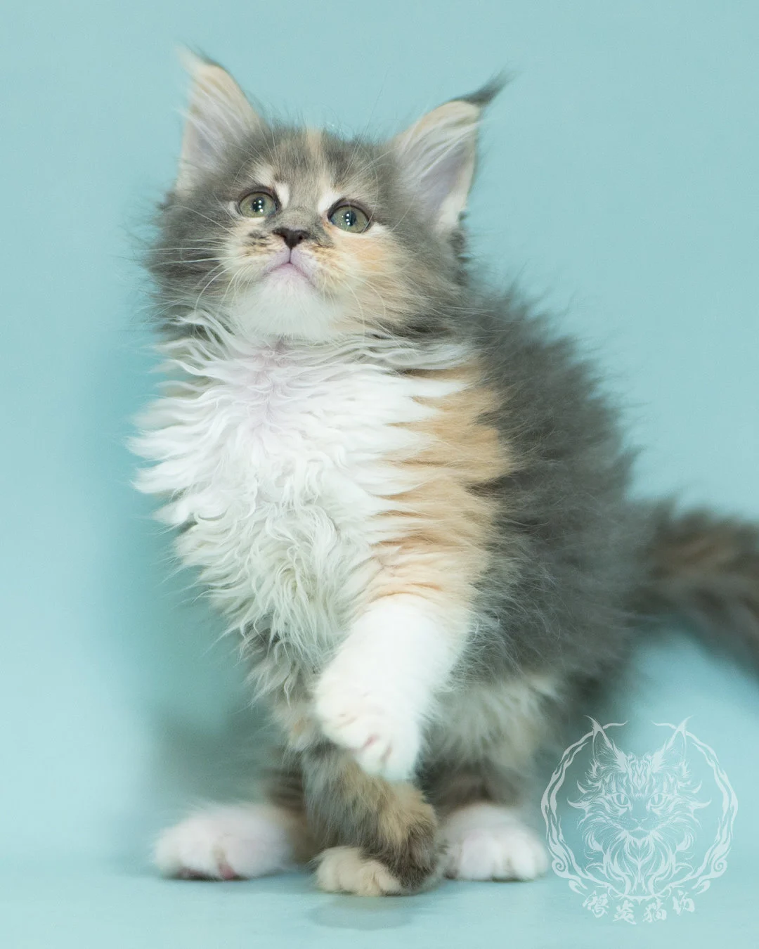 藍乳玳帽緬因貓 Blue Cream Tortie Maine Coon 2months Sidepose 5