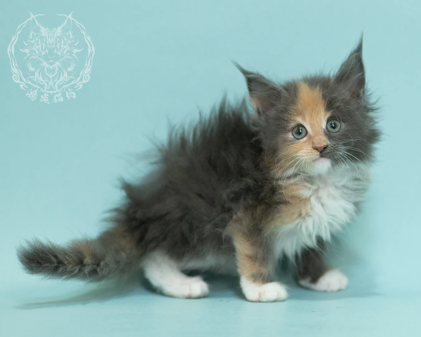 藍乳玳帽緬因貓 Blue Cream Tortie Maine Coon 2months Sidepose 8