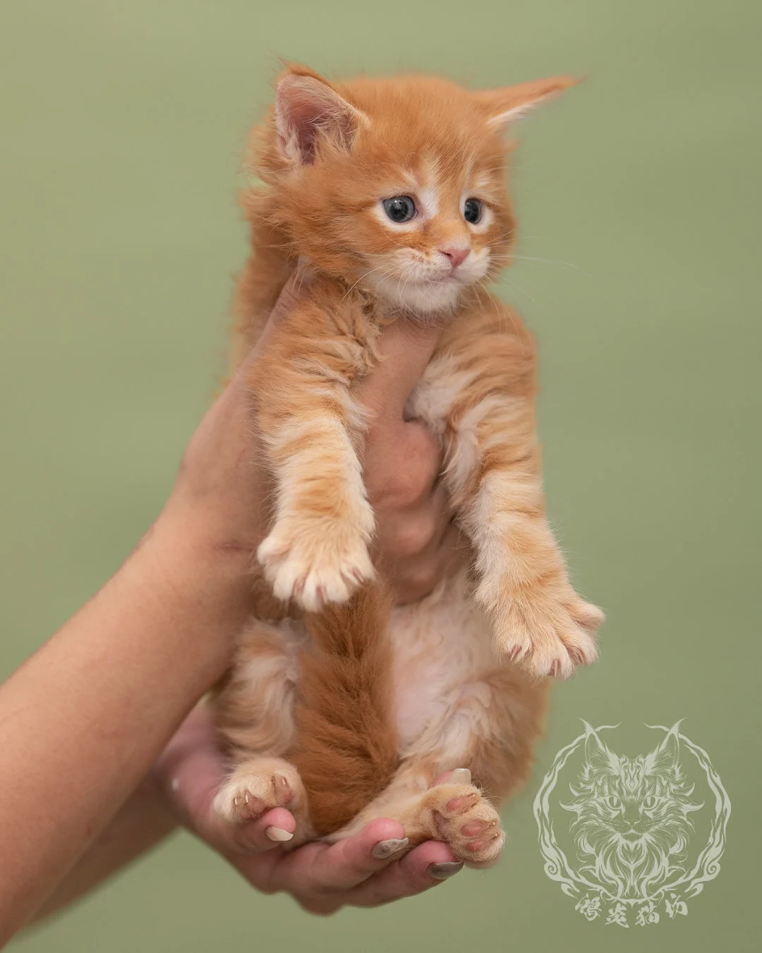 紅虎斑緬因貓 Red Tabby Maine Coon 4weeks Closeup 7