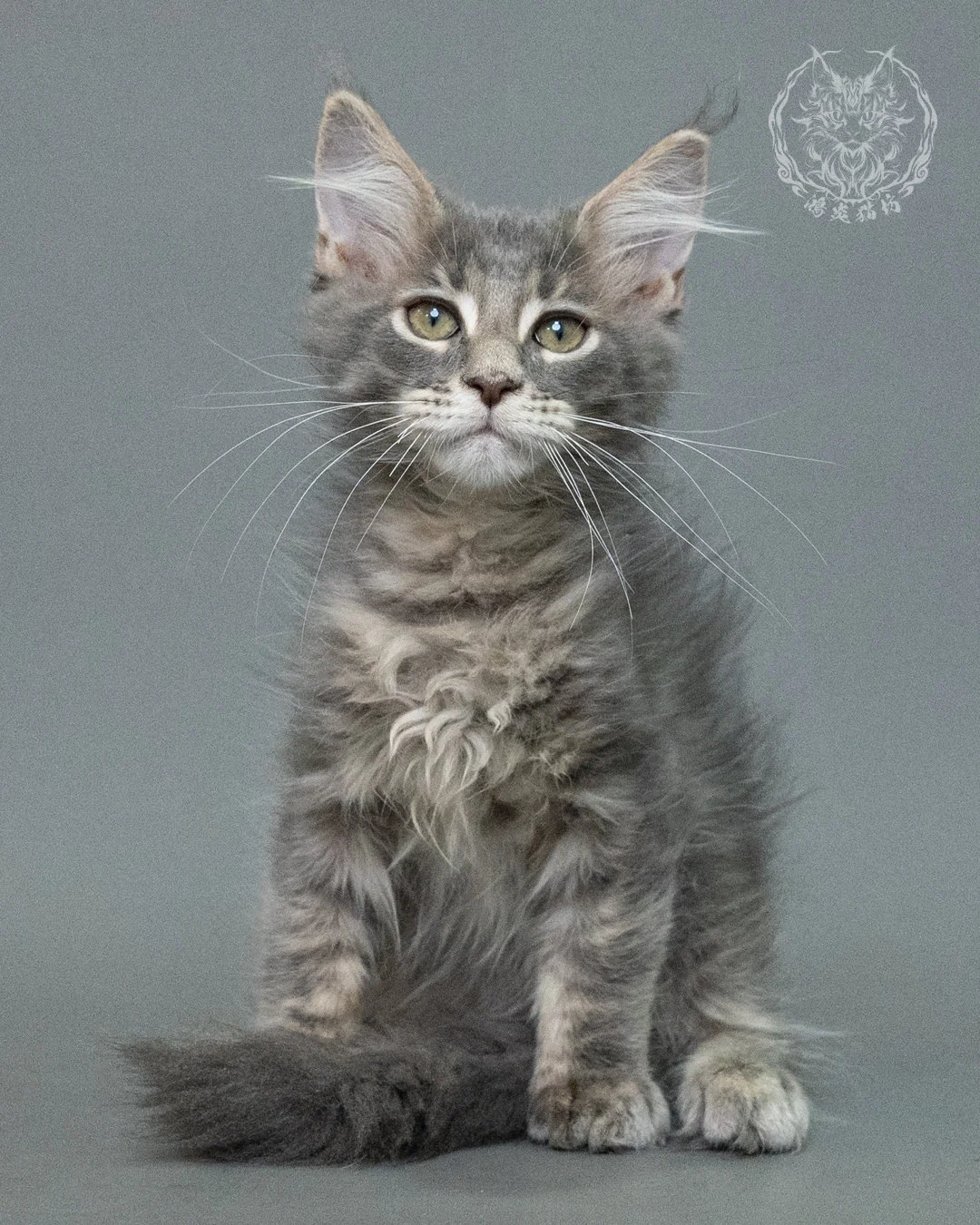藍虎斑緬因貓 Blue Tabby Maine Coon 3months Closeup 1