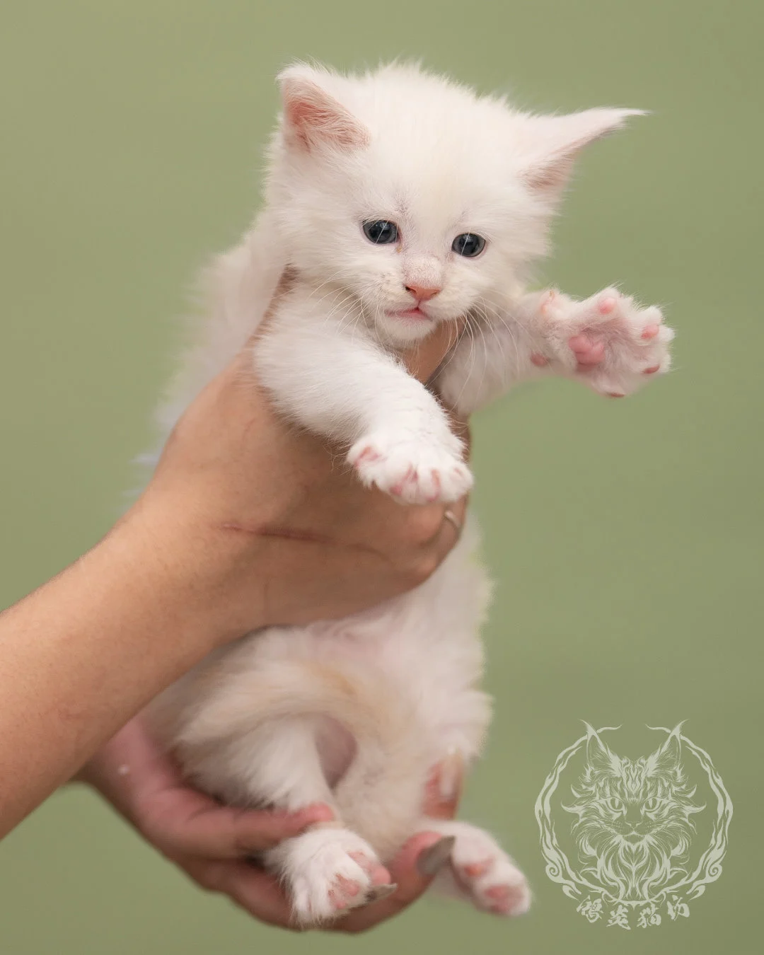 紅陰影緬因貓 Red Shaded Maine Coon 4weeks Closeup 5