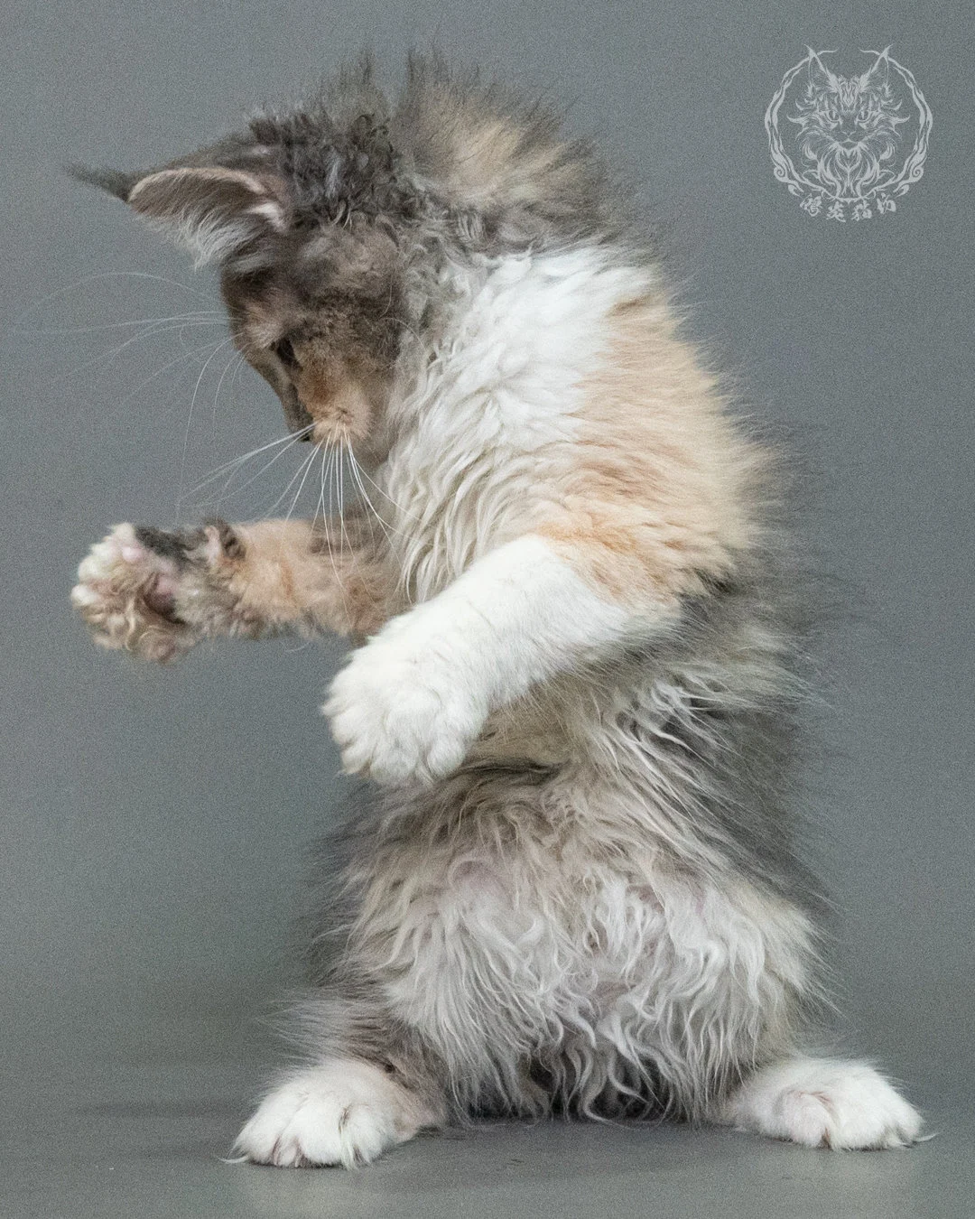 藍乳玳帽緬因貓 Blue Cream Tortie Maine Coon 3months Closeup 11