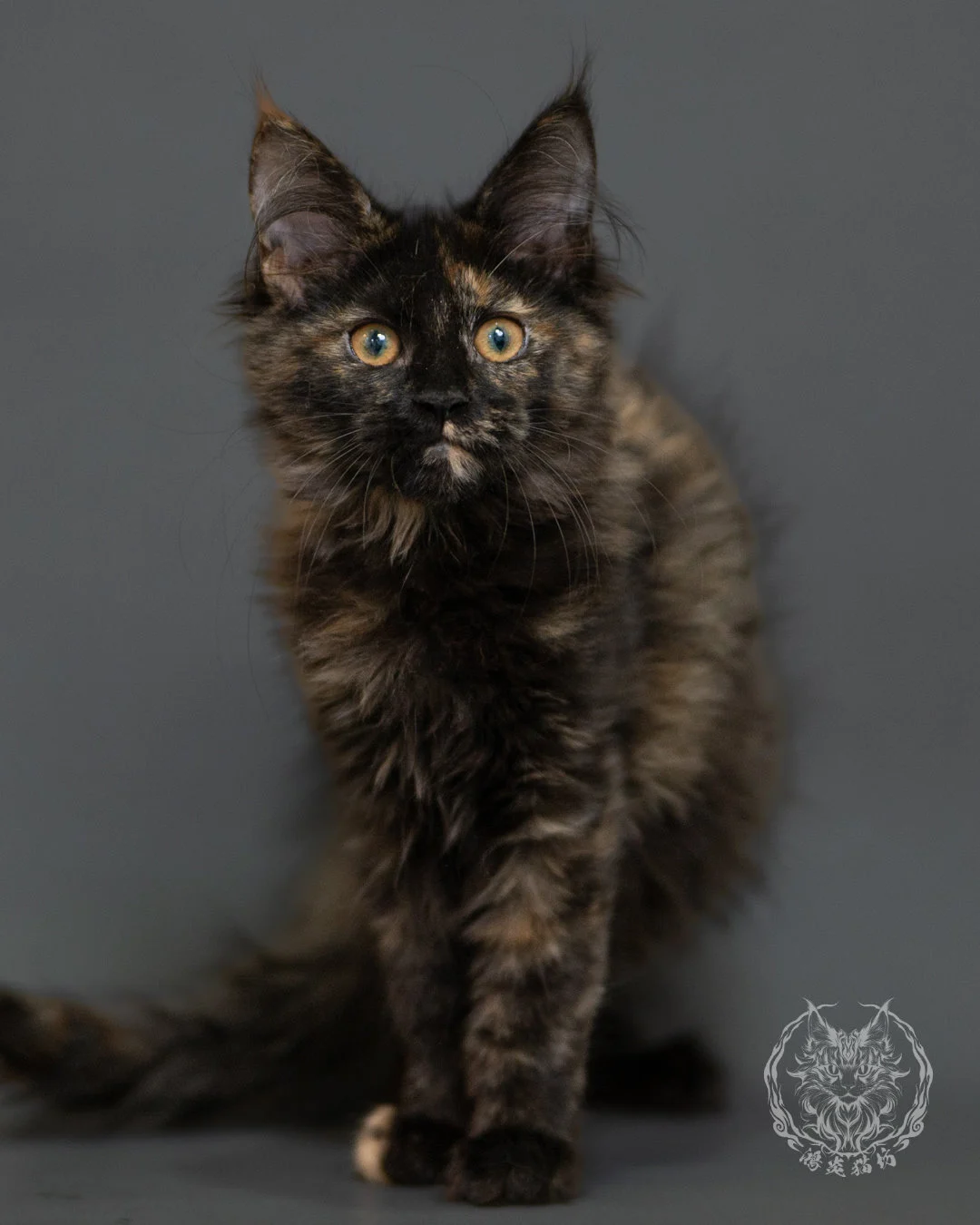 黑玳帽緬因貓 Tortoiseshell Maine Coon 3months Front 2