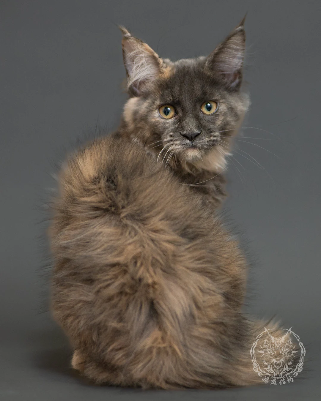 藍乳玳帽緬因貓 Blue Cream Tortie Maine Coon 3months Record 8