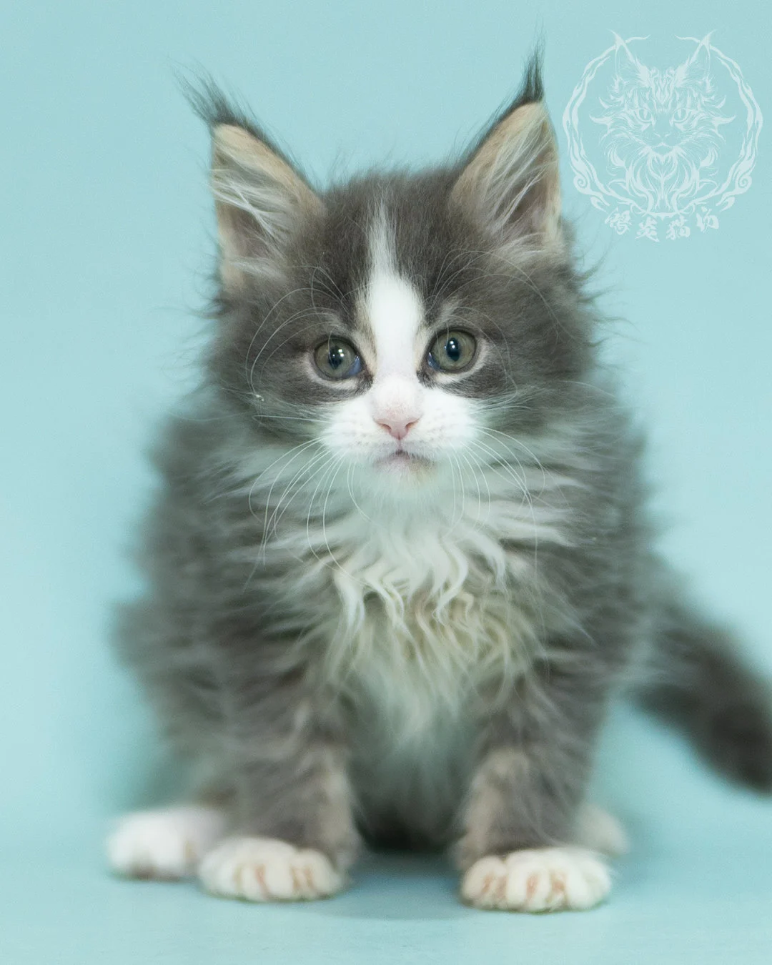 藍白賓士緬因貓 Blue Tabby Bicolor Maine Coon 2months Closeup 12