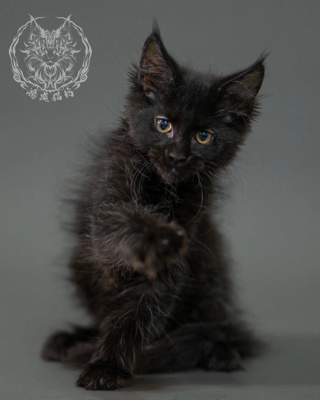黑色緬因貓 Black Maine Coon 2months Closeup 2