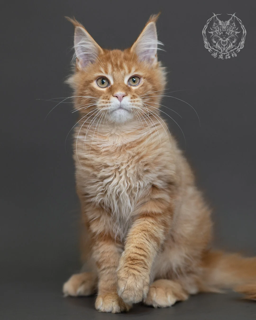 紅虎斑緬因貓 Red Tabby Maine Coon 4halfmonths Cattery Taichung 3