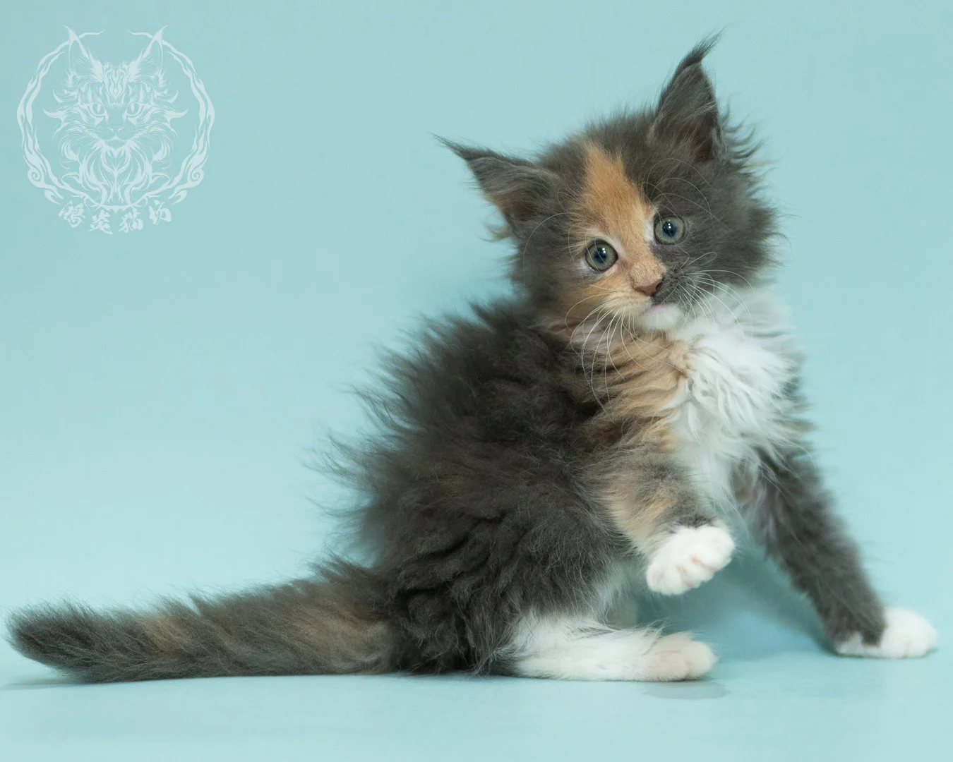 藍乳玳帽緬因貓 Blue Cream Tortie Maine Coon 2months Sidepose 13