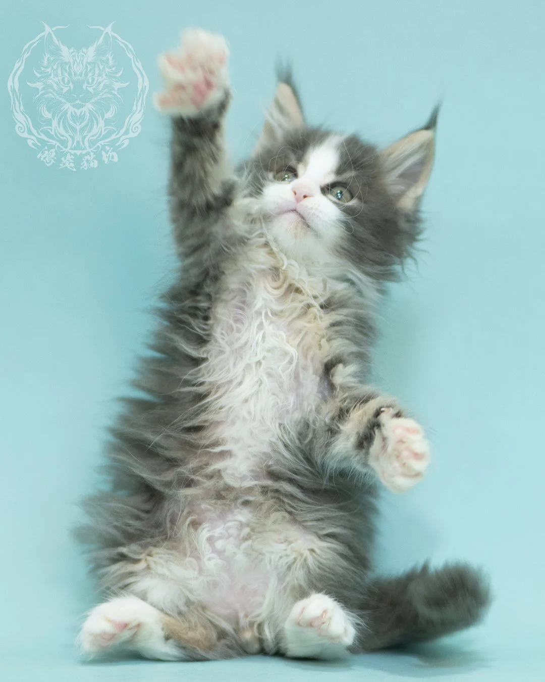 藍白賓士緬因貓 Blue Tabby Bicolor Maine Coon 2months Closeup 6