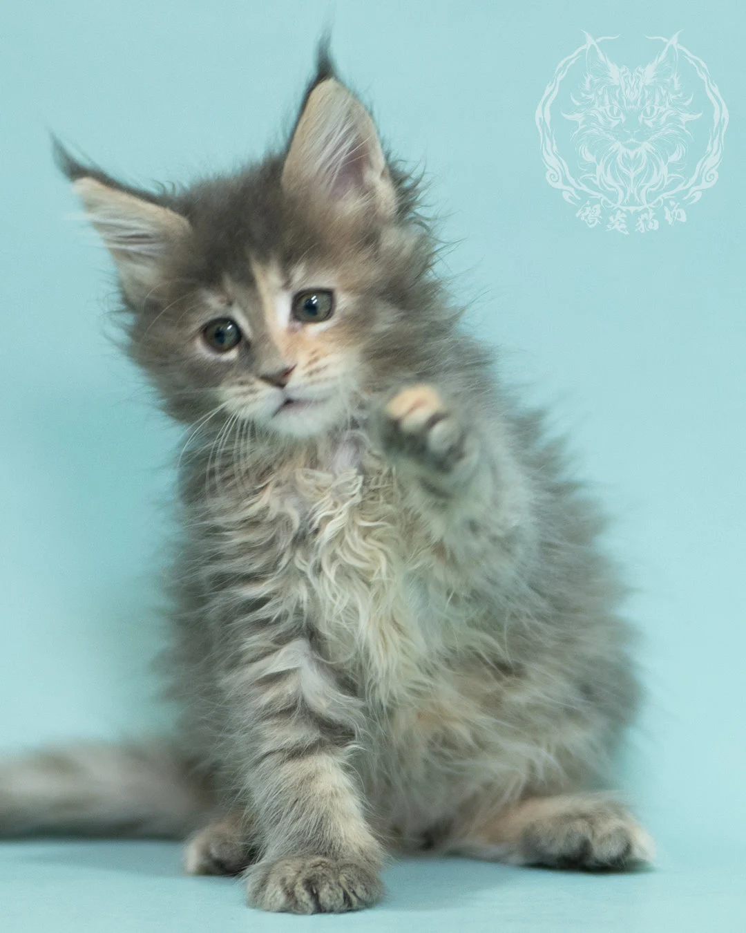藍乳虎斑緬因貓 Blue Cream Tabby Maine Coon 2months Reachout 11