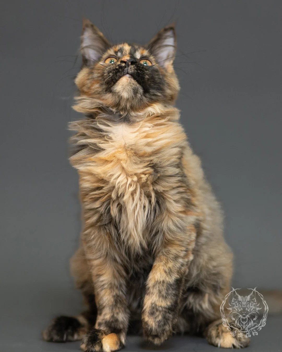 黑煙玳帽緬因貓 Black Smoke Cream Tortie Maine Coon 3months Record 8