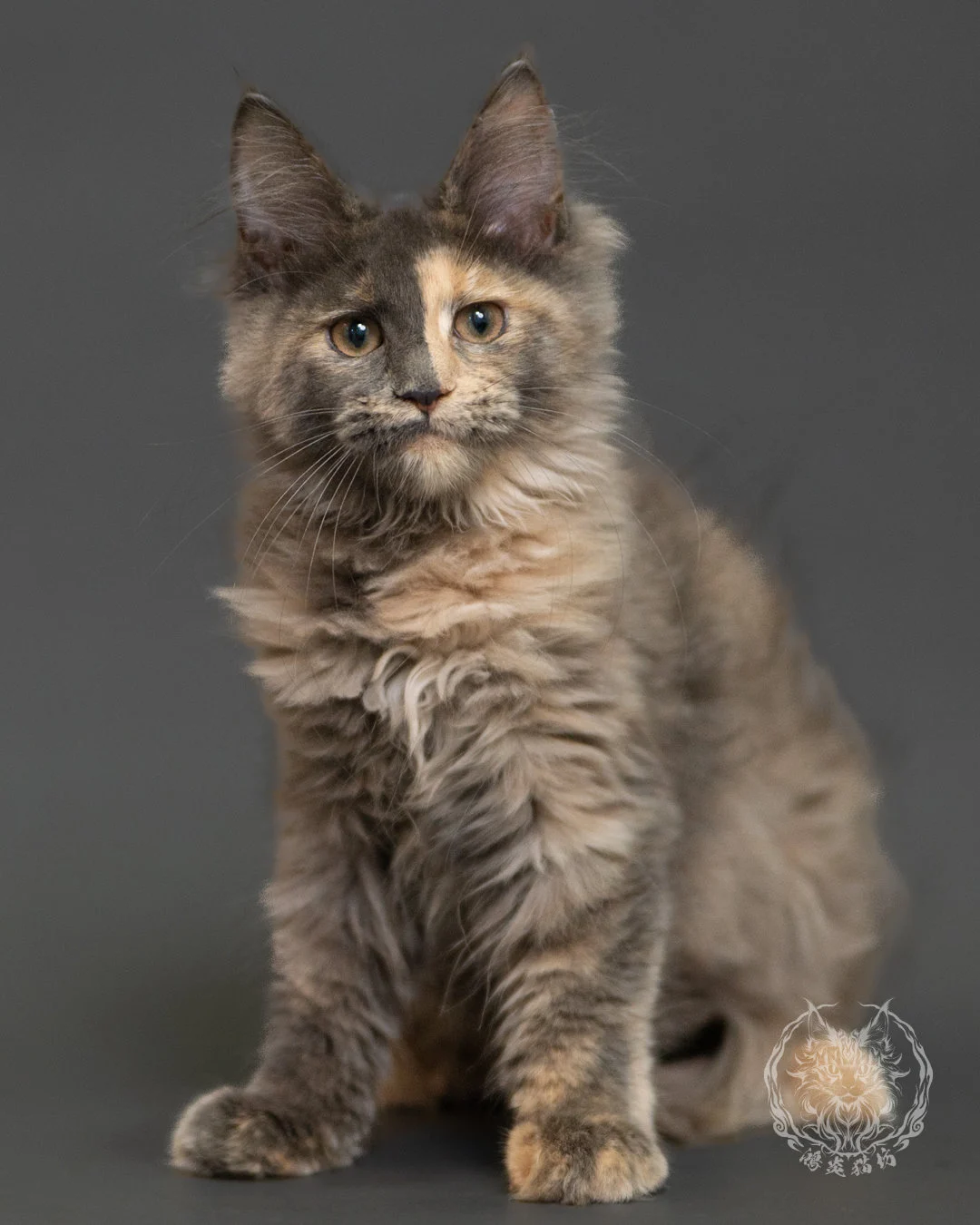 藍乳玳帽緬因貓 Blue Cream Tortie Maine Coon 3months Record 1