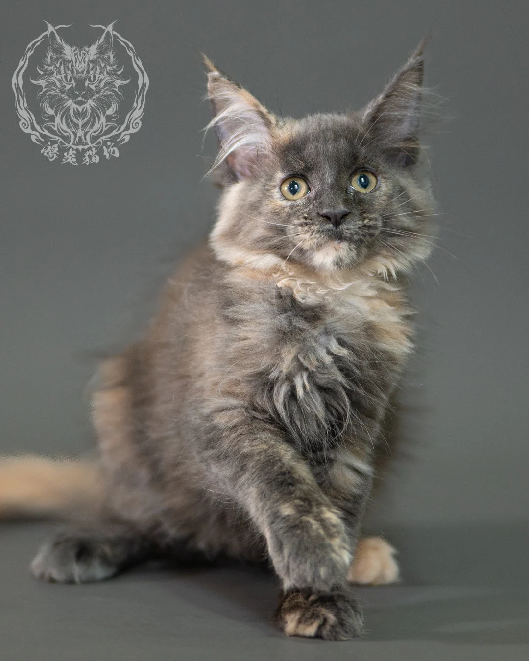 藍乳玳帽緬因貓 Blue Cream Calico Maine Coon 2months Closeup 10