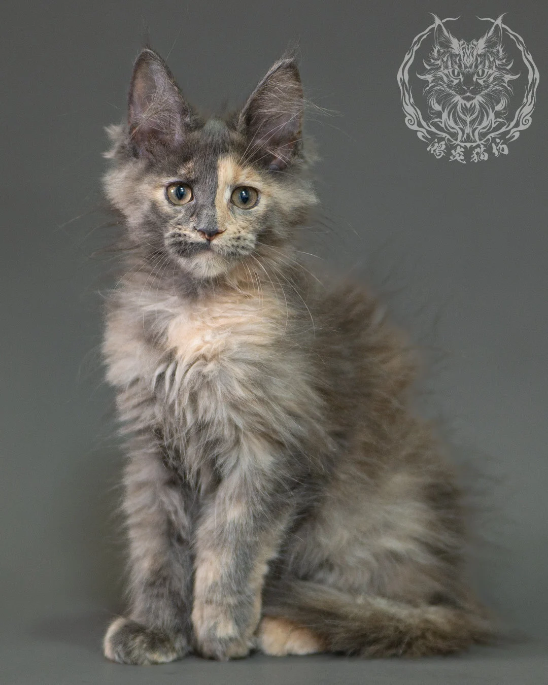 藍乳玳帽緬因貓 Blue Cream Calico Maine Coon 2months Closeup 3