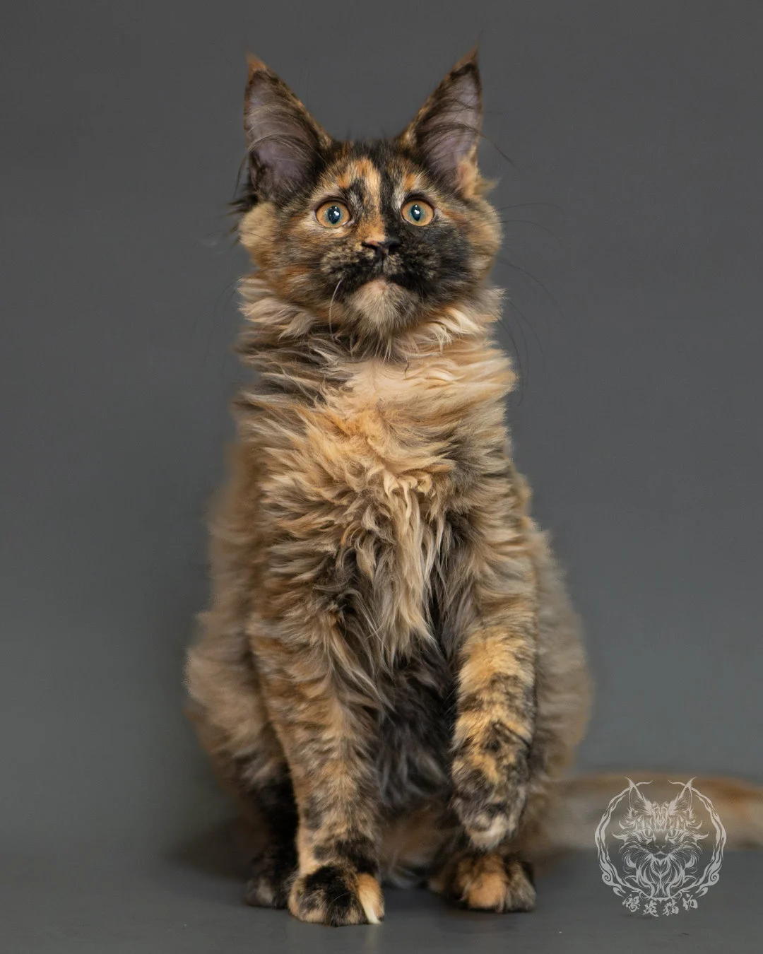 黑煙玳帽緬因貓 Black Smoke Cream Tortie Maine Coon 3months Record 4