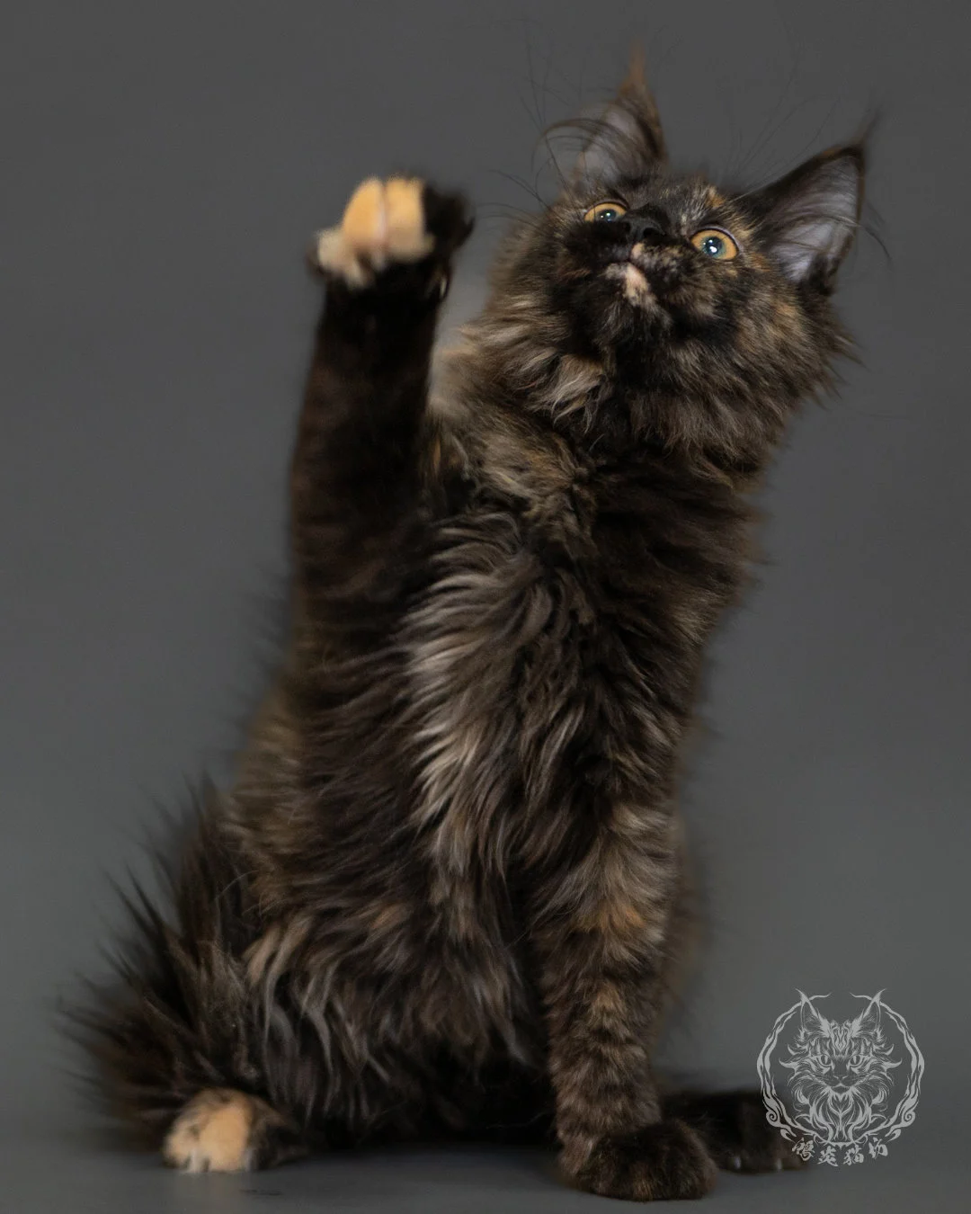 黑玳帽緬因貓 Tortoiseshell Maine Coon 3months Front 15