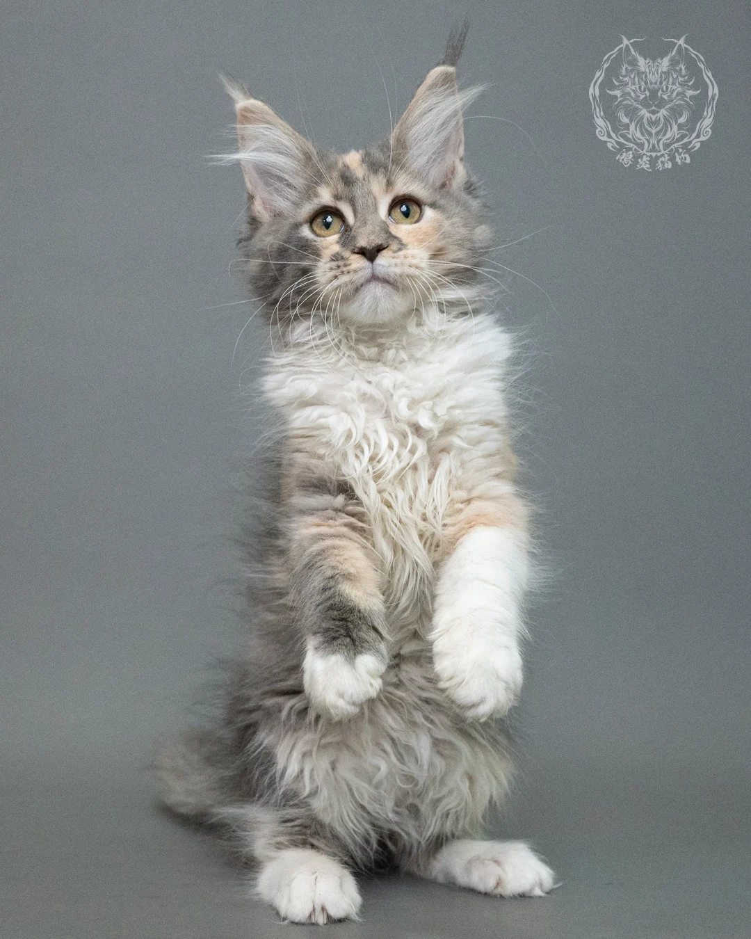 藍乳玳帽緬因貓 Blue Cream Tortie Maine Coon 3months Closeup 4