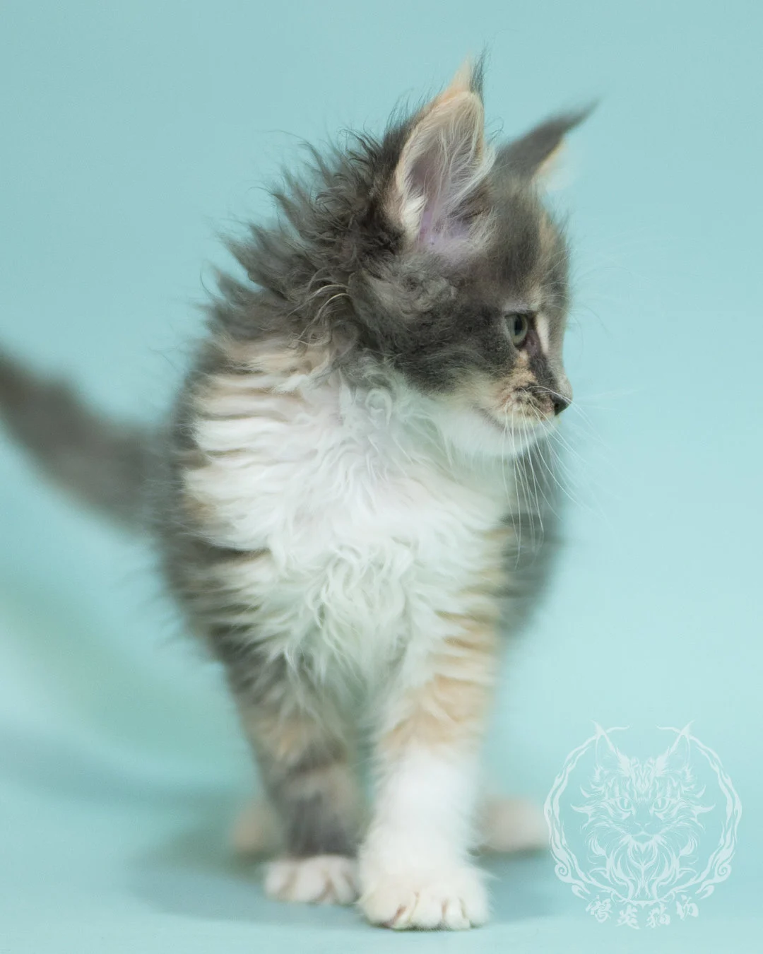 藍乳玳帽緬因貓 Blue Cream Tortie Maine Coon 2months Sidepose 13