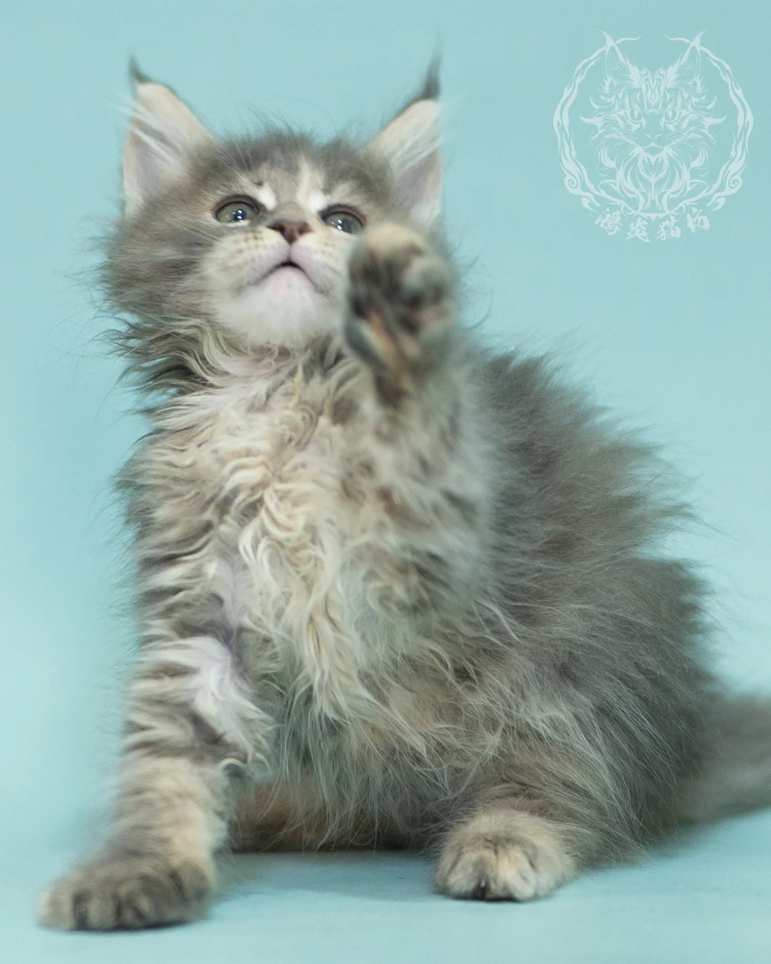 藍乳虎斑緬因貓 Blue Cream Tabby Maine Coon 2months Reachout 1