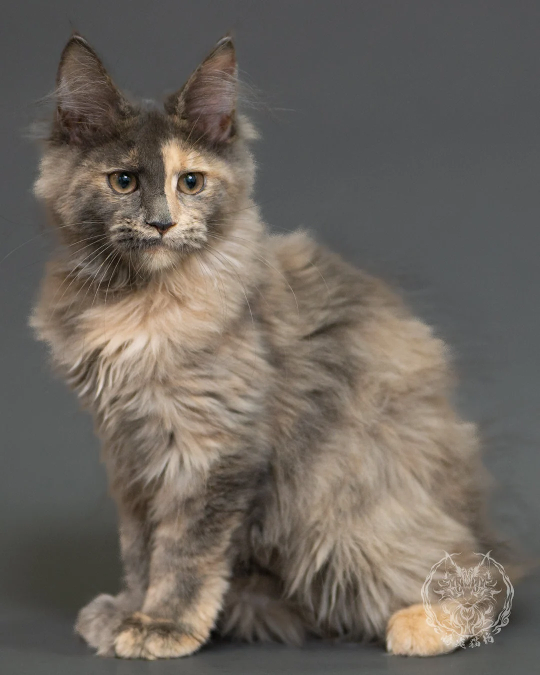 藍乳玳帽緬因貓 Blue Cream Tortie Maine Coon 3months Record 11