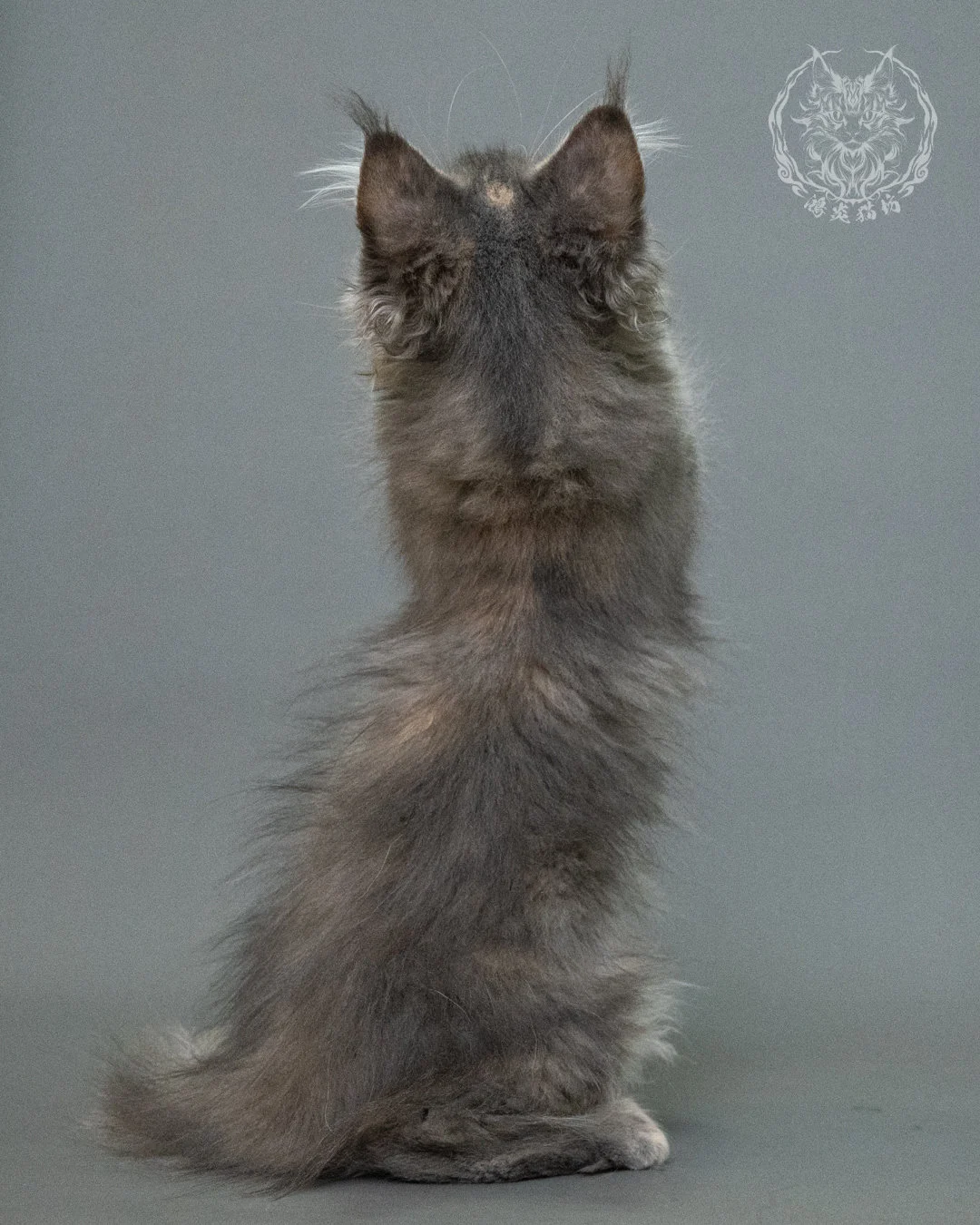 藍乳虎斑緬因貓 Blue Cream Tabby Maine Coon 3months Closeup 13