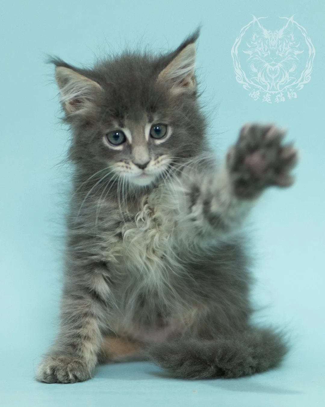 藍虎斑緬因貓 Blue Tabby Maine Coon 2months Sideview 6