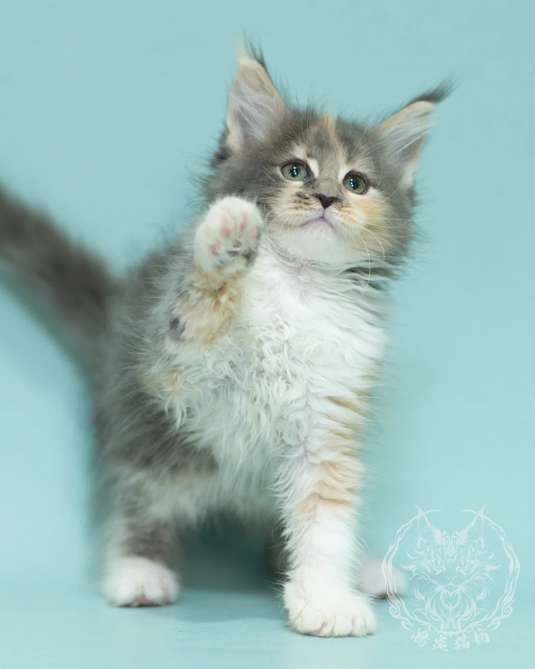 藍乳玳帽緬因貓 Blue Cream Tortie Maine Coon 2months Sidepose 8