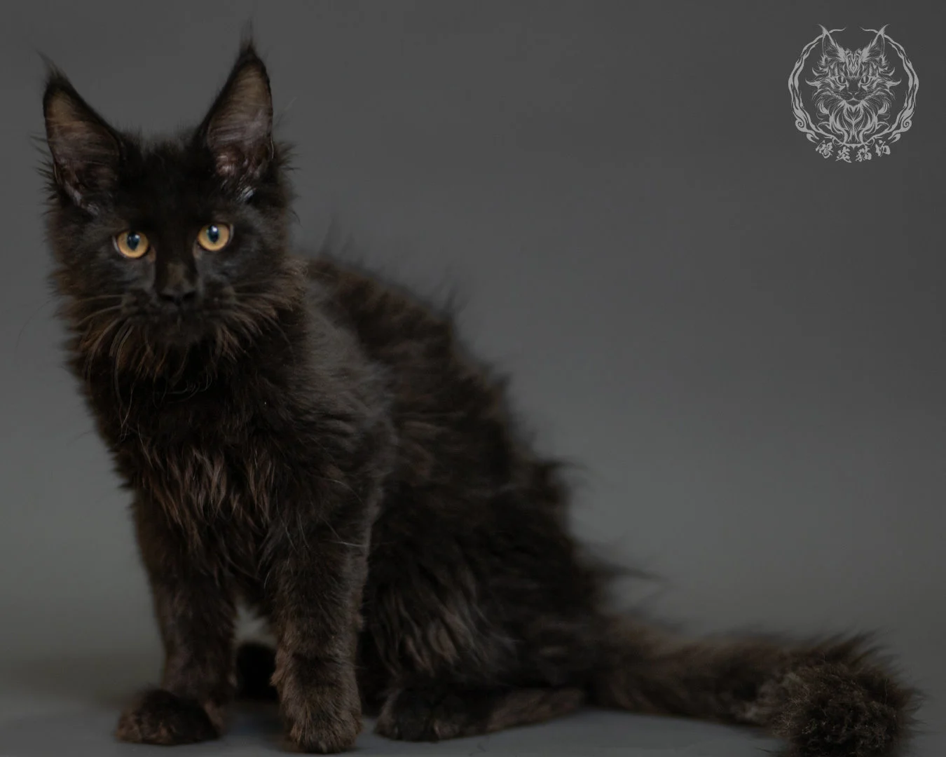 黑色緬因貓 Black Maine Coon 3months Record 3
