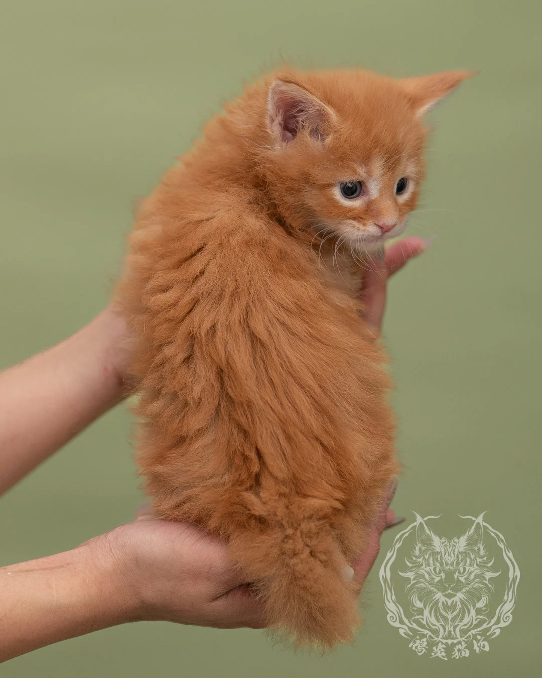 紅虎斑緬因貓 Red Tabby Maine Coon 4weeks Closeup 6