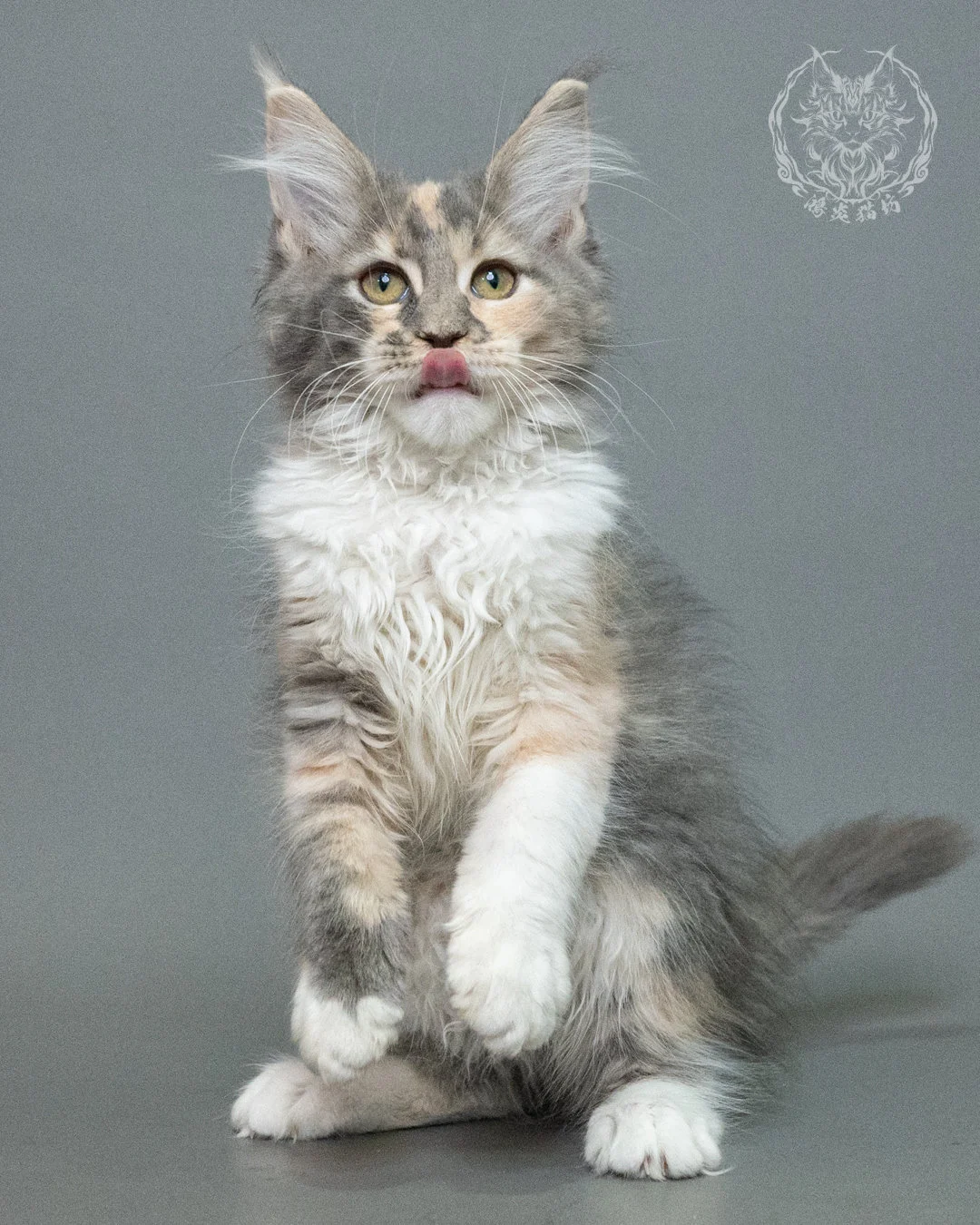 藍乳玳帽緬因貓 Blue Cream Tortie Maine Coon 3months Closeup 14