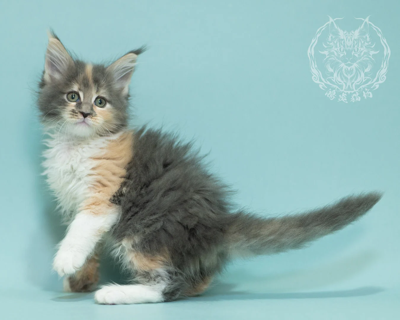藍乳玳帽緬因貓 Blue Cream Tortie Maine Coon 2months Sidepose 21